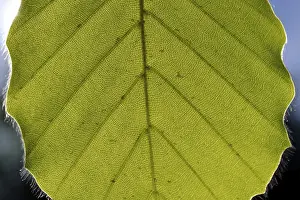 Uninhabited Forest Landscape Photo Prints: Beech leaf against the light