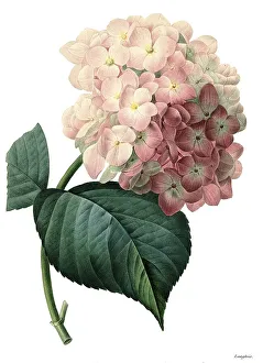 Bigleaf Hydrangea Prints: Bigleaf hydrangea (Hydrangea macrophylla)