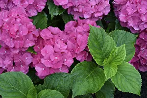 Mophead Hydrangea Pictures Prints: Bigleaf Hydrangea (Hydrangea macrophylla)