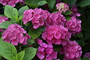 Bigleaf Hydrangea Prints: Bigleaf Hydrangea (Hydrangea macrophylla)