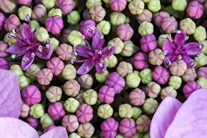 German Botany Images Prints: Bigleaf Hydrangea (Hydrangea macrophylla)