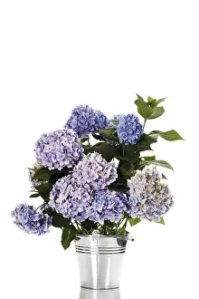 Flowering Plant Prints: Bigleaf Hydrangea (Hydrangea macrophylla)