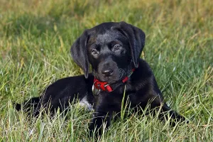Black Labrador Retriever Puppy Print, 10 Weeks Old Art