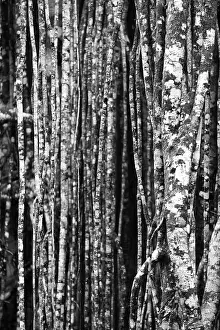 Tropical Tree Structure Prints: Black and white, structure, pattern