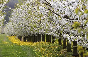 German Cherry Blossom Trees Prints: Blossoming cherry trees, Thuringia