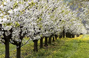 Deciduous Tree Europe Prints: Blossoming cherry trees, Thuringia