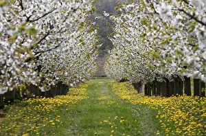 Thuringia Germany Prints: Blossoming cherry trees, Thuringia