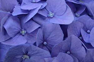Bigleaf Hydrangea Bloom Prints: Blue bigleaf hydrangea (Hydrangea macrophylla)
