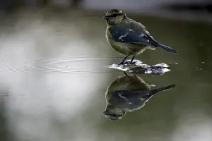Prints of Blue tit, parus caeruleus, bath, bathe, bird bath, birds, tit, mirror, passeri, songbirds, mirror image, tits, potion, birdbath, birds, watering place Bath Prints: Blue Tit at Bird Bath Print, Parus caeruleus