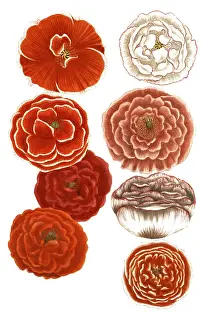 Antique Botanical Prints For Sale Prints: Botany, plants, Papaver erraticum variations