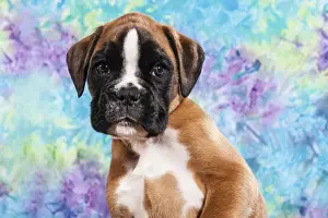 Boxer Dog Print Puppy Art Prints, Posters Puzzles from