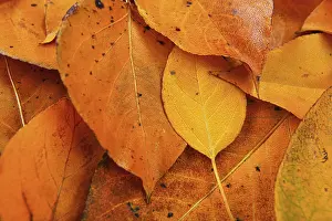 Prints of Bright orange autumn leaves, closeup detail from above, Liptovsky Hradok, Slovakia Slovakia Prints: Bright Orange Autumn Leaves Print, Liptovsky Hradok, Slovakia