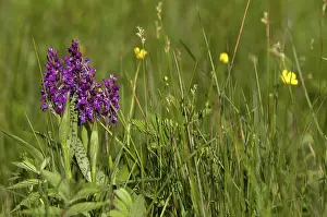 Alternative Medicine Prints: Broadleaf Fingerroot Print - Orchidaceae