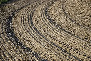 Agricultural Scenery Prints: Brown field with parallel pattern