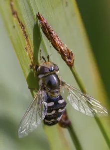 Framed Print : Large-fronted Hoverfly Print