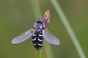 Framed Print : Large-fronted Hoverfly Print Framed Print : Large-fronted Hoverfly Print