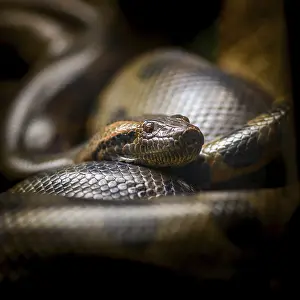 Prints of Burmese python, python bivittatus, python, snake, reptile, curled up, scale, close-up, head, animal, zoo, captivity, enclosure, Nakhon Ratchasima, Korat, Thailand Python Prints: Burmese Python Print - Close-up in Captivity