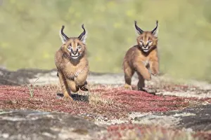 信州まなぶ ポスター Caracal Artwork Caracal Art Prints, Posters & Puzzles