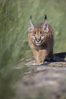 信州まなぶ ポスター Caracal Artwork Caracal Art Prints, Posters & Puzzles