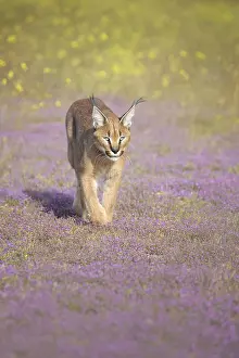 Caracal Art Prints, Posters & Puzzles