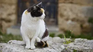 Prints of Cat with a serious look on a wall, looks alert, near Grand Master's Palace, Knights Town, Rhodes Town, Rhodes, Dodecanese, Greek Islands, Greece Cat with a serious look on a wall, looks alert Aegean Prints: Cat with a serious look on a wall Print, Rhodes Town, Greece
