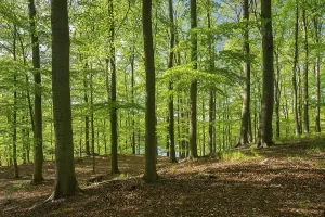 Ecological Conservation Germany Prints: Beech forest, Grumsiner Forst, UNESCO World Heritage Site
