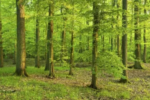 Ecological Conservation Germany Prints: Mixed deciduous forest, Grumsiner Forst