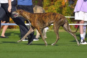 Dog Racing Prints: Beautiful Greyhound Running at Dog Show Print