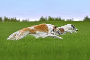 Dog Racing Prints: Russian Borzoi Dogs Lure Coursing Print