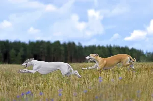 Dog Racing Prints: Two Whippets Running in Autumn Field Print