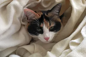 Prints of : Category Pets