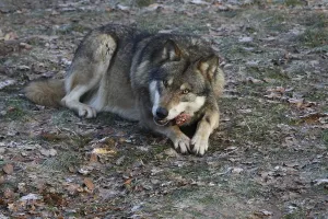 Animal Feed Behavior Prints: Devouring wolf