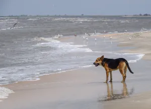 Dog Racing Prints: Dog on the Beach Print: Running Along the Coastline