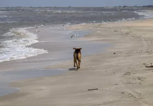 Dog Racing Prints: Dog on the Beach Print: Joyful Run Along Coastline