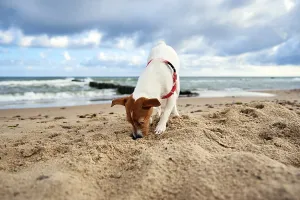 Dog Racing Prints: Dog Walking at Sand Sea Beach Summer Day Print