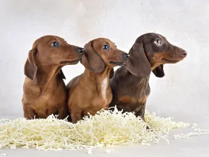 Related Prints: Brown Dachshund Puppies Print