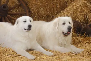 Pyrenean Mountain Dogs Print: Pair of Adult Canines