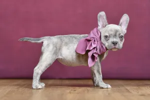 Prints of : Category Pets