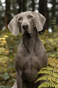 Related Prints: Weimaraner Print - Image of a Weimaraner Dog