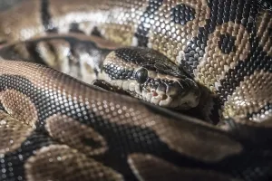 Ball Python Prints: Royal Python, or Ball Python (Python regius)