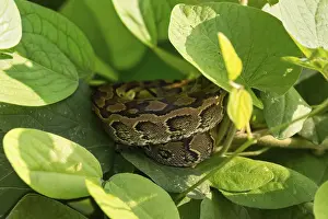 Wildlife Photography Uganda Prints: Central African rock python (Python sebae)