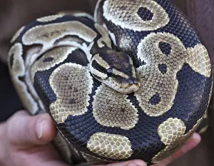 Prints of Close-up of a ball python showing its beautiful scale pattern, resting curled up in the hands of its keeper Ball Python Prints: Ball Python Close-up Print - Scale Pattern and Keeper