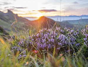 Isle Of Skye Prints: Close-up of Heather Print, Trotternish Ridge, Isle of Skye