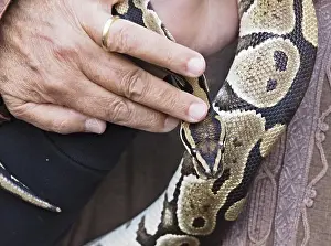 Prints of Close-up of a python snake being held, highlighting its intricate skin pattern Python Prints: Close-up Print of Python Snake with Intricate Skin Pattern