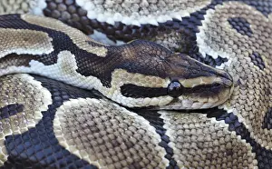 Prints of Close-up of a Royal Python, also known as Ball Python, showcasing its intricate scale pattern Ball Python Prints: Close-up of a Royal Python Print: Ball Python Scale Pattern