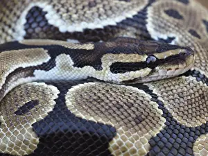 Prints of Close-up of a Royal Python, also known as a Ball Python, displaying its beautiful and intricate scale pattern while resting Ball Python Prints: Close-up of a Royal Python Print: Ball Python Scale Pattern