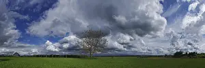 Overcast Sky Prints: Cloud formations with tree