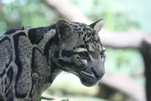 Prints of Clouded leopard Clouded Leopard Prints: Clouded Leopard Print - ImageBROKER