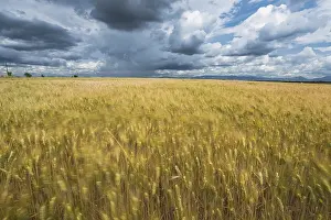 Dramatic Cloudy Skies Prints: Cloudy dramatic sky over blurred fields