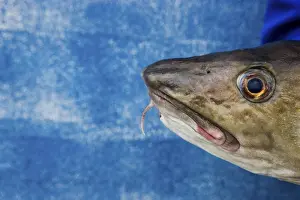 Prints of Cod on blue background Atlantic Cod Prints: Cod on Blue Background Print